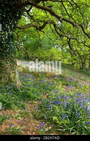 Bluebell fleurs tapis le sol d'un bois de hêtre au printemps, Shotover, Oxfordshire, Royaume-Uni Banque D'Images