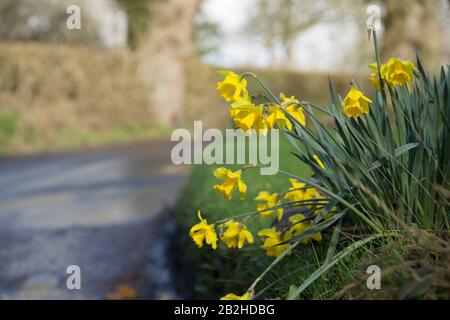 Les jonquilles en février grandissent à côté d'une voie de pays dans le Nord Dorset Angleterre Royaume-Uni GB Banque D'Images