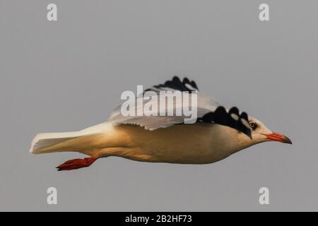 Mouette volant dans le ciel Banque D'Images