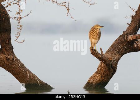 Étang indien heron perché sur une branche d'un arbre Banque D'Images