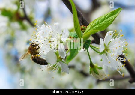 L'abeille pollinise les fleurs de cerisier au printemps Banque D'Images