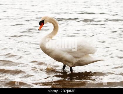 Cygne blanc nageant sur le lac en une journée gris nuageux Banque D'Images