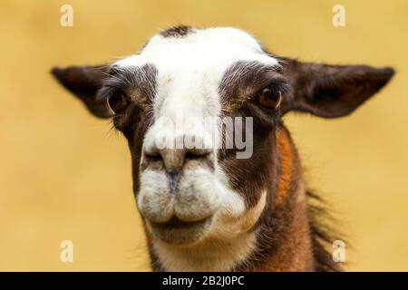 Portrait en gros plan d'une chèvre avec un manteau marron et blanc distinctif, regardant directement la caméra. La chèvre a de grands yeux foncés, de longues oreilles et un museau blanc avec des marques brunes autour des yeux Banque D'Images