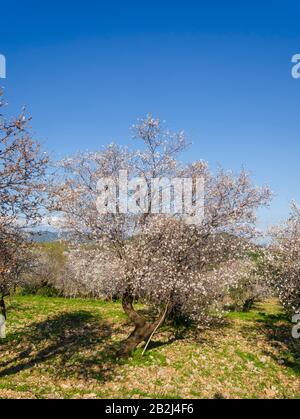 Les amandiers fleuissent dans le verger contre le bleu, le ciel du printemps. Datca, Mugla, Turquie Banque D'Images