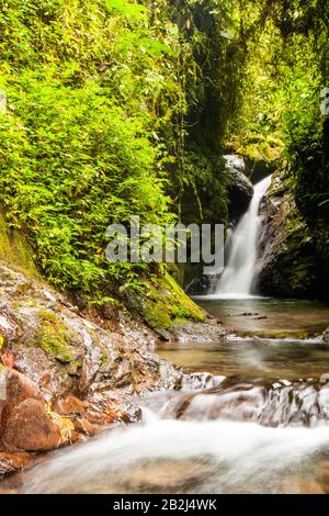 Chute D'Eau Dans La Forêt Tropicale Amazonienne Banque D'Images