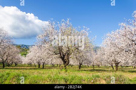 Les amandiers fleuissent dans le verger contre le bleu, le ciel du printemps. Datca, Mugla, Turquie Banque D'Images