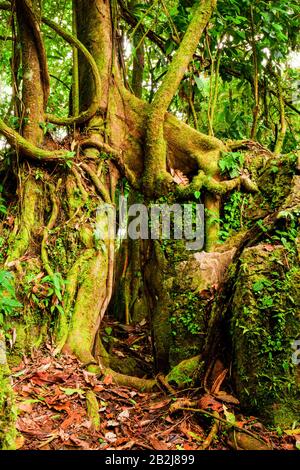 Une vue rapprochée de grandes racines d'arbres entrelacés et de troncs couverts de mousse verte vibrante et de petites fougères, dans une forêt tropicale dense. Le sol forestier est jonché de feuilles sèches et brunes Banque D'Images