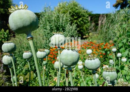 Gousses de graines du pionvallmo de pavot à Opium géant (Papaver somniferum) Banque D'Images