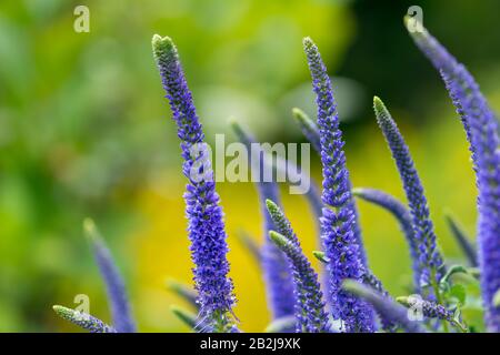 Pics de floraison de Veronica Spicata Ulster Dwarf Bleu fleur Banque D'Images