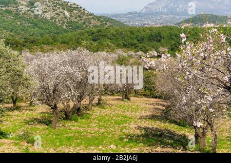 Les amandiers fleuissent dans le verger contre le bleu, le ciel du printemps. Datca, Mugla, Turquie Banque D'Images