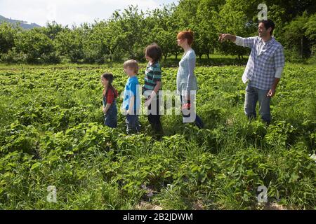 Parents et enfants (5-9) dans une rangée dans le champ des fraises père pointant Banque D'Images