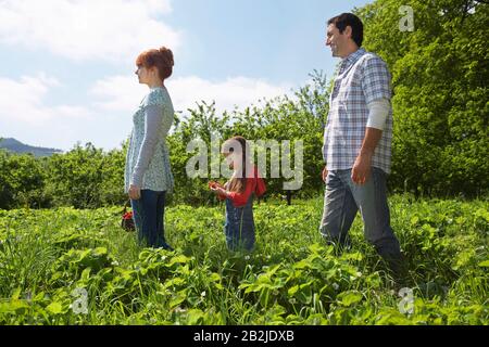 Parents et fille (5-6) dans le champ de fraises Banque D'Images