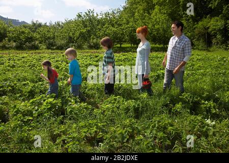 Parents et enfants (5-9) dans une rangée de champs de fraises Banque D'Images