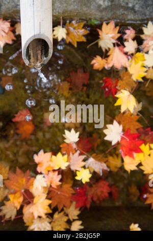 Fonctionnement de l'eau à partir de la pipe du bambou avec les feuilles d'automne sur la surface de l'eau Banque D'Images