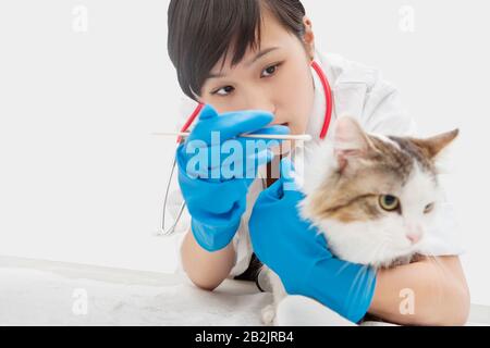 Femme de ménage asiatique vétérinaire cat's ear avec coton-tige à l'arrière-plan gris Banque D'Images