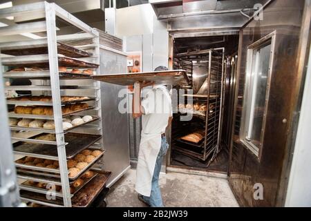 Plateau de transport pour jeune boulanger dans la cuisine commerciale Banque D'Images