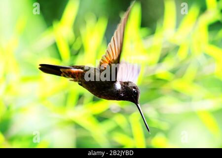 Très petit collier Colibri en vol Inca tourné en forêt tropicale équatorienne Banque D'Images