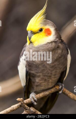Gros plan d'un cockatiel perché sur une branche fine et texturée. L'oiseau a une crête jaune proéminente élevée vers le haut, un visage jaune vif et une tache de joue orange distincte. Ses plumes de corps sont Banque D'Images