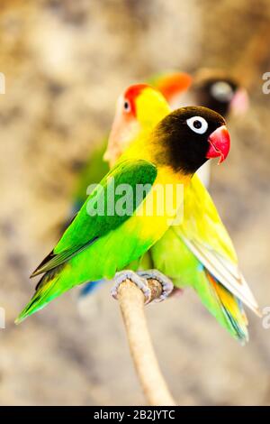 Agapornis Personatus assis sur une branche parmi d'autres espèces de la même famille, également appelé Oiseau aimant Banque D'Images