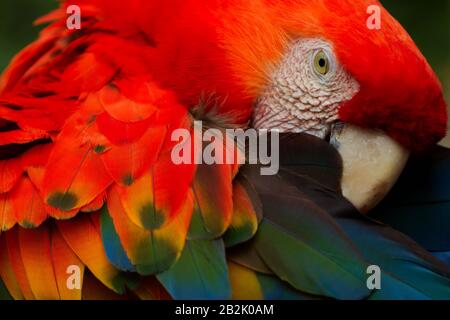 Le Macaw Rouge Est Un Grand Macaw Coloré Qu'Il Est Autochtone À Humide Evergreen Forêts Dans L'Aire De Latitude Américaine S'Étend De L'Extrême Sud-Est Du Mexique Banque D'Images