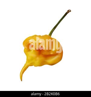 Capsicum chinense fruit, piments chauds au goût brûlant. Gros plan du piment jaune chaud tropical sur fond blanc. Illustration de Vecteur