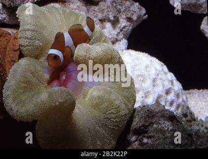 Faux-corégone clown, Amphipirion ocellaris, symbiotique avec l'anémone de moquette (Stichodactyla sp.) Banque D'Images