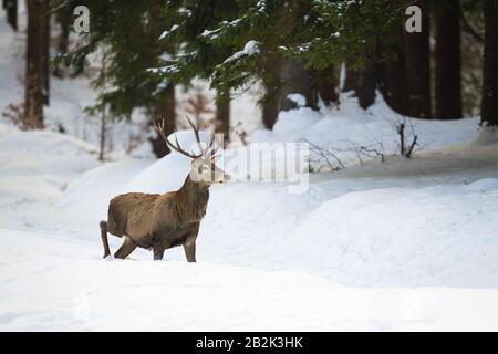 Cerf rouge solitaire avec de beaux fourbires marchant dans le pays merveilleux d'hiver Banque D'Images