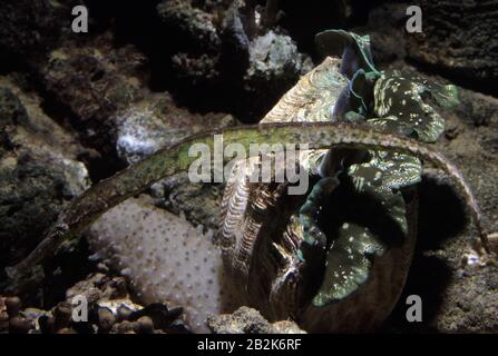 Alligator ou pipefish à double extrémité, Syngnathoides biaculeatus Banque D'Images