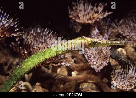 Alligator ou pipefish à double extrémité, Syngnathoides biaculeatus Banque D'Images