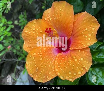 Une goutte d'eau sur une fleur rouge Hibiscus rosa-sinensis, Close up. Un gouttes de pluie sur les pétales d'Hibiscus rosa sinensis orange. Banque D'Images