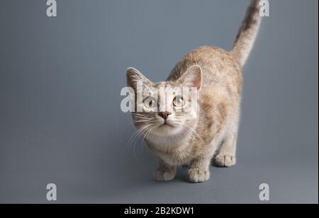 Le petit chat gris regarde avec peur et prudence. Beau chaton drôle. Animal de compagnie. Félins des habitudes de curiosité naturelle, exploration de la nouvelle. Curi Banque D'Images