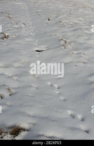 Le lièvre de montagne (Lepus timidus) suit des traces dans la neige, le moor des étagères, le parc national du Peak District, Angleterre Banque D'Images