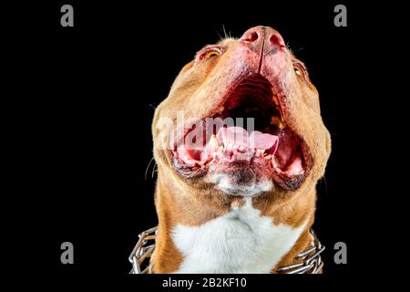 Tir De Studio De Gros Rire Américain Pit Bull Pour Adulte Banque D'Images