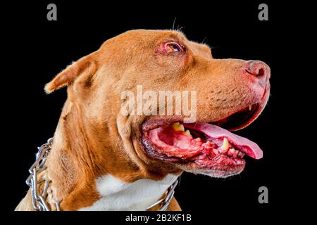 American Pit Bull Head Gros Plan Profil Voir Studio Shot Banque D'Images