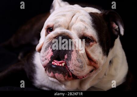 Portrait en gros plan d'un bouledogue avec un visage à prédominance blanche et une grande tache brune sur l'œil gauche et l'oreille gauche. Le chien a un front ridé, un nez noir, et une bouche légèrement ouverte révélatrice Banque D'Images