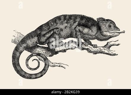 Le caméléon africain (Chamaeleo africanus) est un spécimen dans une ancienne illustration pour l'école. xixe siècle. Banque D'Images