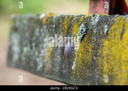 Lichen folieux, un organisme complexe qui découle d'une relation symbiotique entre les champignons et un partenaire photosynthétique, sur un vieux banc en bois. Macro Banque D'Images