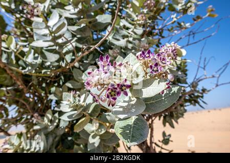 Fleur de L'Arbuste de Sodome, arbuste Evergreen, dans le désert se déplaçant avec le vent avec des dunes de sable rouge et le ciel bleu, Moyen-Orient, péninsule arabique Banque D'Images