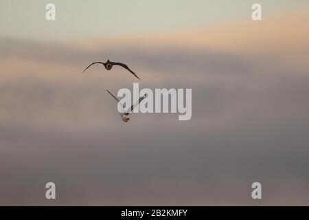 Pomarine Skua rencontre étroite dans la nature arctique. De Spitsbergen en Norvège Banque D'Images
