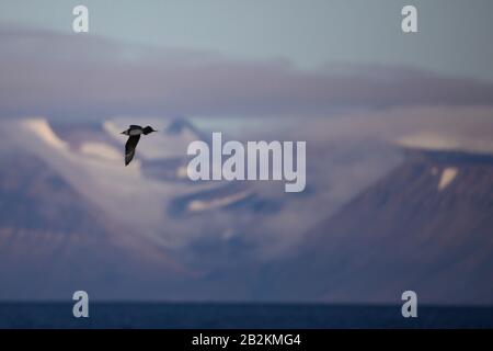 Pomarine Skua rencontre étroite dans la nature arctique. De Spitsbergen en Norvège Banque D'Images