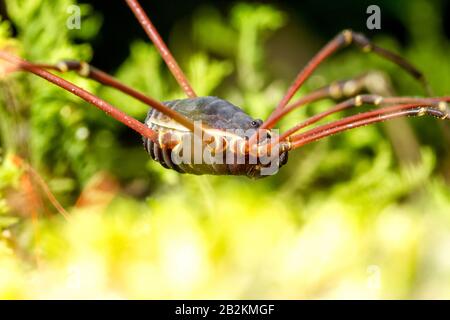 Anciennement Phalangida notes sont d'un ordre d'Arachnides communément appelé Harvestmen Banque D'Images