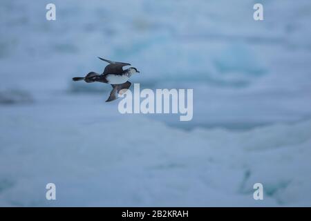 Pomarine Skua rencontre étroite dans la nature arctique. De Spitsbergen en Norvège Banque D'Images