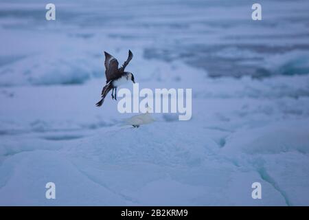 Pomarine Skua rencontre étroite dans la nature arctique. De Spitsbergen en Norvège Banque D'Images