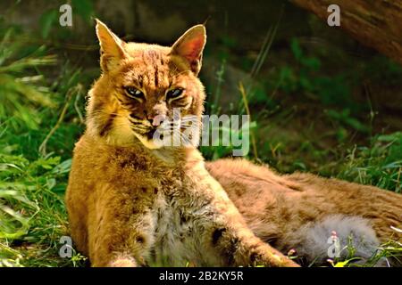 Gros plan d'un Bobcat détendu avec amerrage intensément Banque D'Images