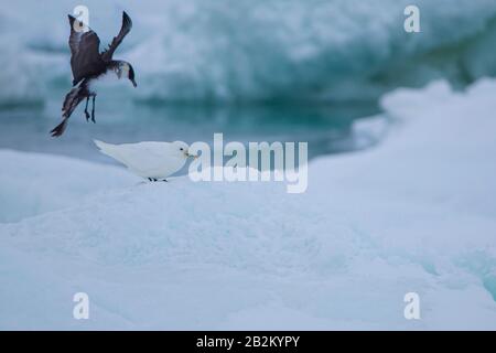 Pomarine Skua rencontre étroite dans la nature arctique. De Spitsbergen en Norvège Banque D'Images