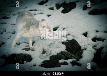 Le renard polaire affamé se délasser dans l'arctique Banque D'Images