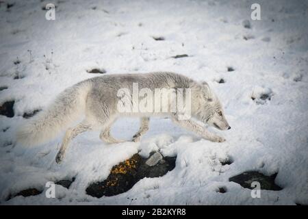 Le renard polaire affamé se délasser dans l'arctique Banque D'Images