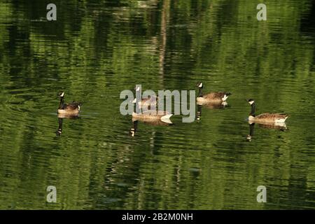 Groupe d'oies sur un étang en Virginie, aux États-Unis Banque D'Images