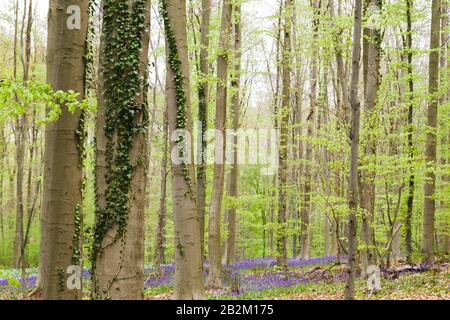 Paysage printanier dans une forêt à feuilles caduques Banque D'Images