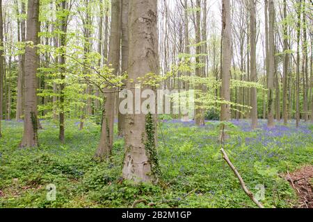 Paysage printanier dans une forêt à feuilles caduques Banque D'Images